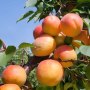 organic-dried-apricots-growing_DRAPR2_500